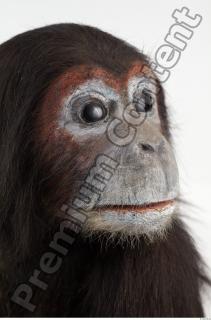 Chimpanzee - Pan troglodytes 0003
